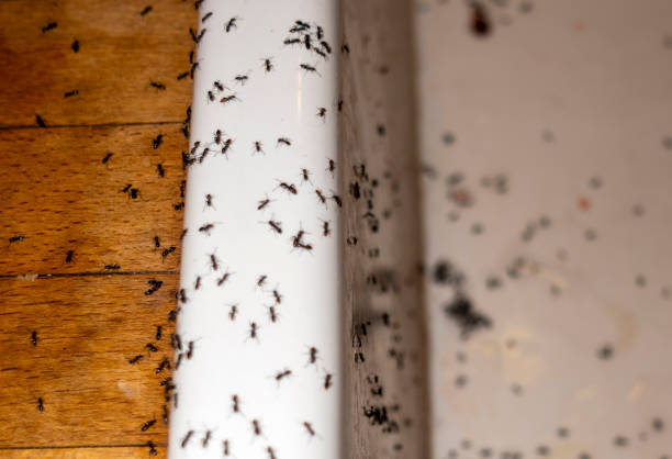 Best Best Pest Control Companies  in Wilmington, NC